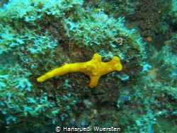 Lemon Nudibranch by Hansruedi Wuersten 